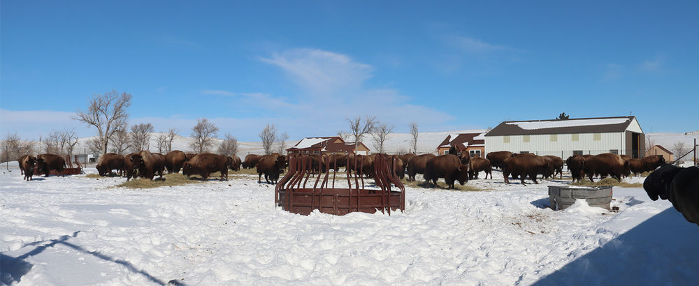 Where the Buffalo Roam Raising bison at the Rocky Hollow Buffalo Company.